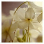 White Light #1 -  Fine Art Photograph