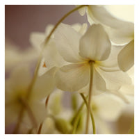 White Light #1 -  Fine Art Photograph