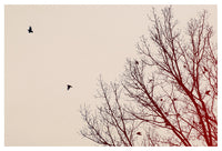 Umber Days - Fine Art Photograph