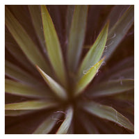 Yucca #1 - Fine Art Photograph