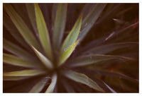 Yucca #1 - Fine Art Photograph