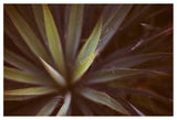 Yucca #1 - Fine Art Photograph