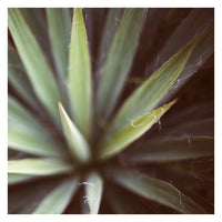 Yucca #3 - Fine Art Photograph
