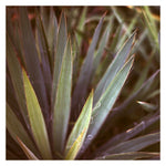 Yucca #4 - Fine Art Photograph