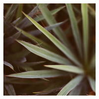 Yucca #2 - Fine Art Photograph