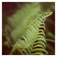 Fern #1 - Fine Art Photograph