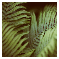 Fern #3 - Fine Art Photograph