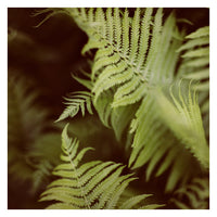 Fern #5 - Fine Art Photograph