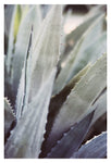 Winter Agave #2 -  Fine Art Photograph