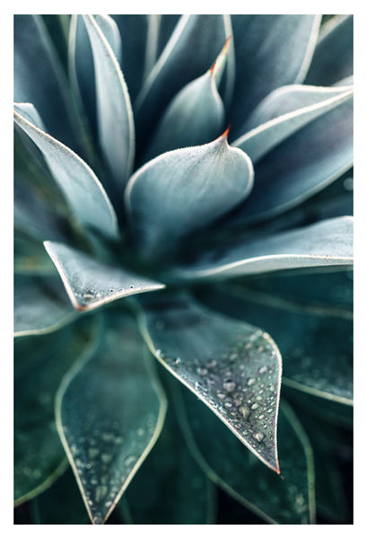Agave Rain  -  Fine Art Photograph