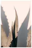 Agave Shadow - Fine Art Photograph