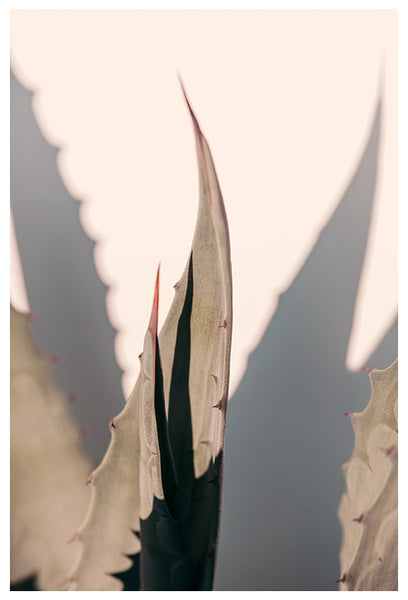 Agave Shadow - Fine Art Photograph