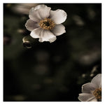 Coquette - Fine Art Photograph