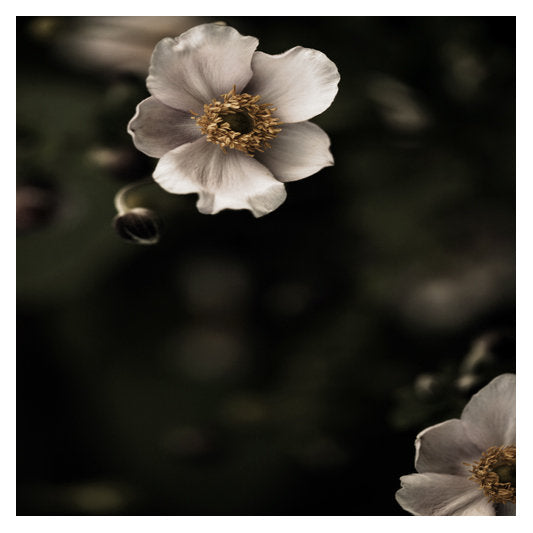 Coquette - Fine Art Photograph