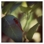 In The Green - Fine Art Photograph