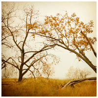 Autumn Gold - Fine Art Photograph