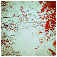 Autumn's Reach - Fine Art Photograph