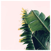 Banana Split - Fine Art Photograph