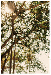 Banyon Light - Fine Art Photograph