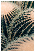 Barrel Cactus - Fine Art Photograph