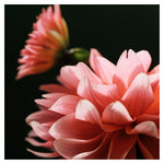 Being Seen - Fine Art Photograph