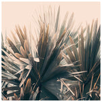 Bismarck Blush - Fine Art Photograph