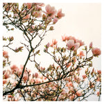 Bloom and Bud - Fine Art Photograph