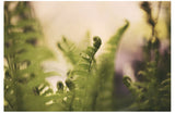 Delicate ferns, photographed by Alicia Bock.
