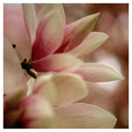 Light of Day - Fine Art Photograph