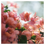 Bright Morning #1 - Fine Art Photograph