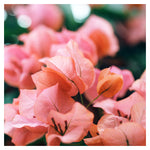 Bright Morning #2 - Fine Art Photograph