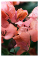 Bright Morning #4 - Fine Art Photograph
