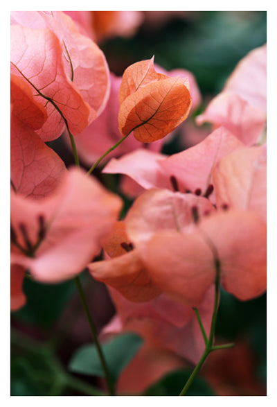 Bright Morning #4 - Fine Art Photograph