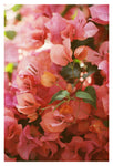 Bright Morning #5 - Fine Art Photograph