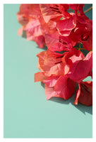 Bright Star #4 - Fine Art Photograph