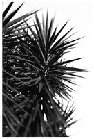 Black and White Cactus Study #1 -  Fine Art Photograph