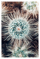 Cactus Study #1 -  Fine Art Photograph