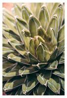 Cactus Study #2 -  Fine Art Photograph