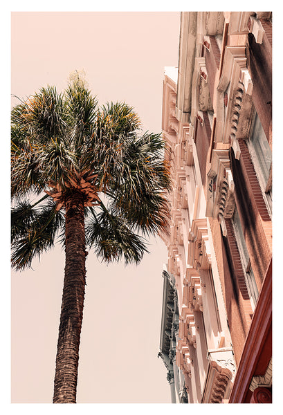 Charleston Palm - Fine Art Photograph