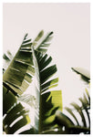 Chartreuse - Fine Art Photograph