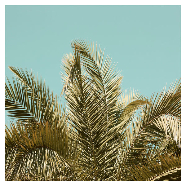Clearview #3- Fine Art Photograph