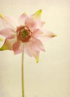 Columbine - Fine Art Photograph