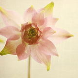 Columbine - Fine Art Photograph