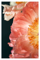 Coral Charm #2 -  Fine Art Photograph