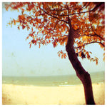 Burnt Orange and Blue (no border)- Fine Art Photograph