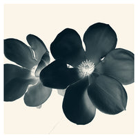 Cyan Magnolia #1 -  Fine Art Photograph