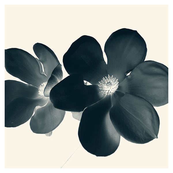 Cyan Magnolia #1 -  Fine Art Photograph