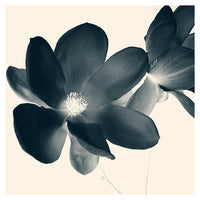 Cyan Magnolia #2 -  Fine Art Photograph