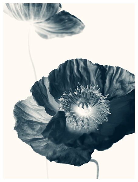 Cyan Poppy #2 -  Fine Art Photograph