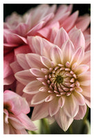 Dahlia Dream - Fine Art Photograph